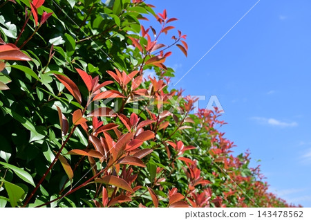 Red Baron (Rosaceae family) - Hedge of Photinia glabra Red Baron (Rosaceae family) - Hedge of Photinia glabra 143478562