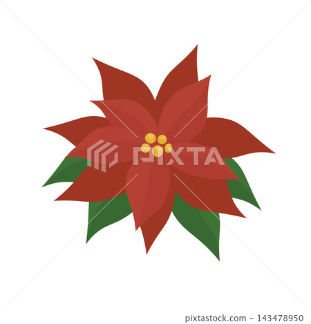 紅一品紅的插圖 紅一品紅的插圖 143478950