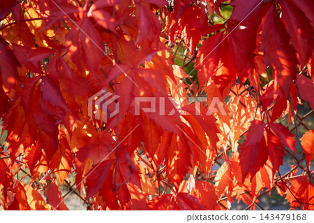 Close-up of vibrant red maple leaves in autumn sunlit through branches, warm glowing background, natural outdoor foliage for seasonal design, fall themes, and nature presentations Close-up of vibrant red maple leaves in autumn sunlit through branches, warm glowing background, natural outdoor foliage for seasonal design, fall themes, and nature presentations 143479168