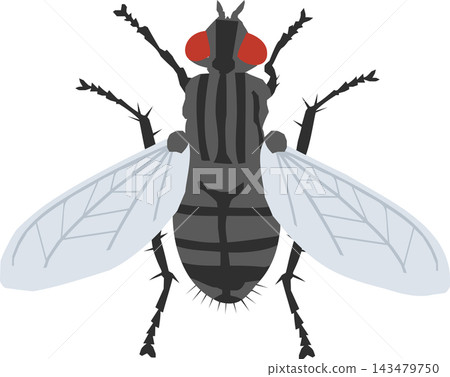 Housefly household pest illustration, kitchen and food contamination, pest control education Housefly household pest illustration, kitchen and food contamination, pest control education 143479750