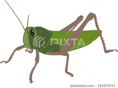 Grasshopper garden pest illustration, crop damage insect, pest control education 143479751