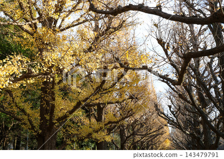 Golden Ginkgo Tree Avenue in Autumn at Jingu Gaien, Tokyo, Japan 143479791