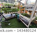 A compact hydroponic setup designed for growing fresh vegetables at home. Ideal for home yards, it encourages self-sufficiency, healthier living, and saving money on daily produce. 143480124