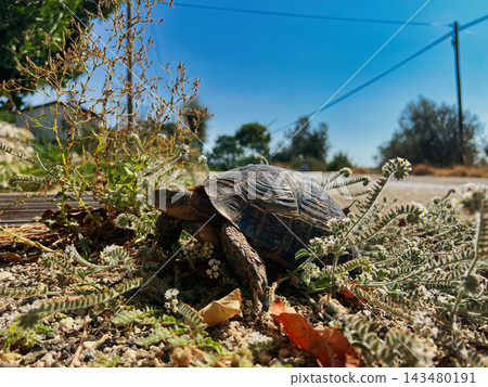 Small Tortoise Crossing a Gravel Path and Roadway with Wildflowers. Small Tortoise Crossing a Gravel Path and Roadway with Wildflowers. 143480191