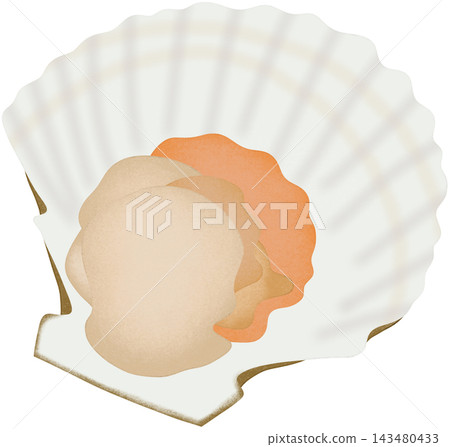 sea scallop illustration sea scallop illustration 143480433