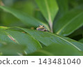 Frog on leaves 143481040