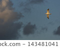 Seagulls flying at dusk 143481041