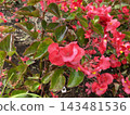 Pink Begonia Flowers Blooming in the Garden 143481536