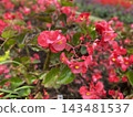 Pink Begonia Flowers Blooming in the Garden 143481537
