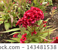 Bright Red Celosia Flower or Cockscomb 143481538