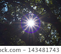 Sky looked up from the forest 143481743