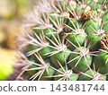 Macro shot of cactus 143481744