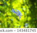 blue flower	 143481745