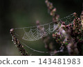 A web in the dew and in the sunlight 143481983