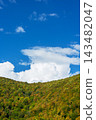 Autumn forested hills beneath towering white clouds and deep blue sky. Seasonal foliage and mountain landscape. Nature background for environmental and outdoor themes. Copy space for design 143482047