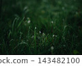 The September field of grass in the dew 143482100