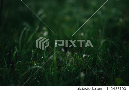 The September field of grass in the dew 143482100