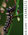 A fluffy, large caterpillar in dewdrops 143482272