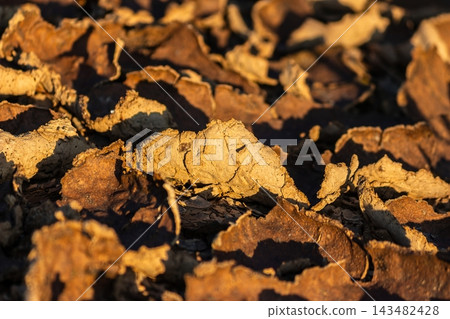 Close-up of parched cracked mud flakes forming an abstract golden texture on the ground, illuminated by warm glowing sunset light creating sharp contrasting shadows Close-up of parched cracked mud flakes forming an abstract golden texture on the ground, illuminated by warm glowing sunset light creating sharp contrasting shadows 143482428