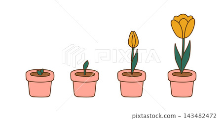 Tulip growth stages set, flat cartoon potted plant from sprout through bud to yellow bloom on white background. Spring gardening and flower life cycle, vector illustration, isolated colored clipart Tulip growth stages set, flat cartoon potted plant from sprout through bud to yellow bloom on white background. Spring gardening and flower life cycle, vector illustration, isolated colored clipart 143482472