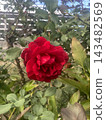 Deep red rose in full bloom on a bush with green leaves, soft daylight, close-up 143482569