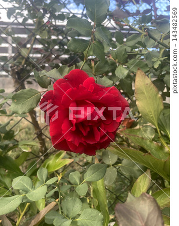 Deep red rose in full bloom on a bush with green leaves, soft daylight, close-up Deep red rose in full bloom on a bush with green leaves, soft daylight, close-up 143482569