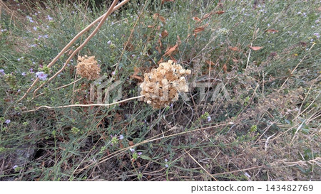 Dry wild flowers and seed pods in nature 143482769