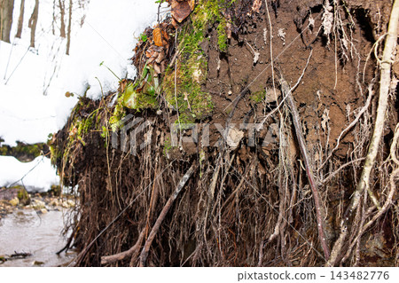 Exposed tree roots clinging to a crumbling muddy bank of a forest creek, highlighting erosion and the transition from melting winter snow to early spring nature growth Exposed tree roots clinging to a crumbling muddy bank of a forest creek, highlighting erosion and the transition from melting winter snow to early spring nature growth 143482776