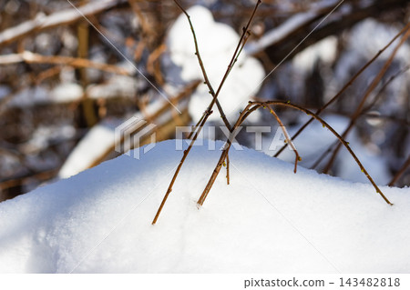 Slender bare twigs piercing through fresh fluffy snowdrift under bright winter sunbeams, sparkling cold frosty morning Slender bare twigs piercing through fresh fluffy snowdrift under bright winter sunbeams, sparkling cold frosty morning 143482818