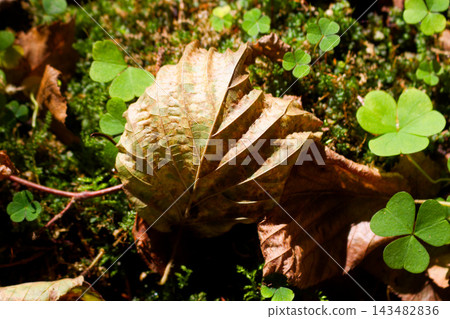 Dry fallen leaf resting on vibrant green moss and wood sorrel, captured in a sunlit autumnal forest floor detail with natural textures and soft woodland contrast 143482836