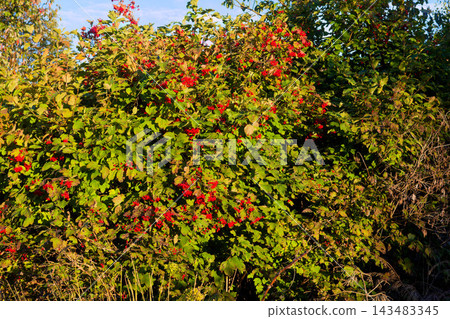 Vibrant guelder rose bush heavily laden with ripe red berries during a golden autumn afternoon, showcasing rich foliage and clustered bunches of wild viburnum opulus fruits Vibrant guelder rose bush heavily laden with ripe red berries during a golden autumn afternoon, showcasing rich foliage and clustered bunches of wild viburnum opulus fruits 143483345