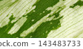 Macro shot of variegated green and white dieffenbachia leaf texture. 143483733