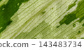 Macro shot of variegated green and white dieffenbachia leaf texture. 143483734