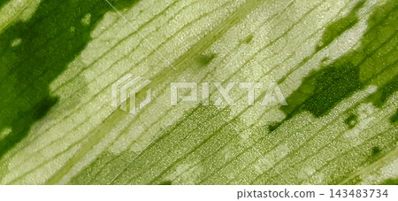 Macro shot of variegated green and white dieffenbachia leaf texture. Macro shot of variegated green and white dieffenbachia leaf texture. 143483734