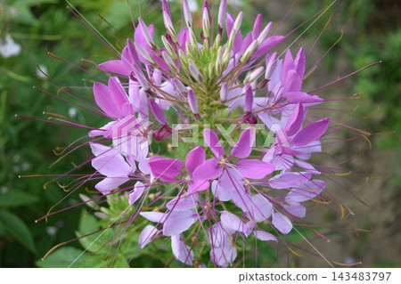 Western-style butterfly flower (Cleome) Western-style butterfly flower (Cleome) 143483797
