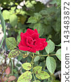 一朵鮮豔的紅玫瑰在秋日花園中美麗綻放。 143483872