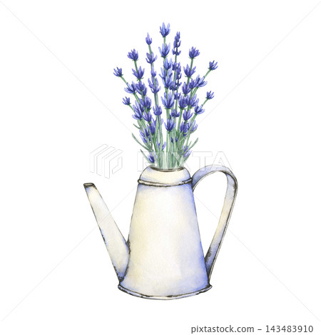 Vintage white watering can filled with blooming lavender flowers. Hand-painted botanical artwork isolated. Ideal for gardening, botanical, farmhouse, and nature-themed designs Vintage white watering can filled with blooming lavender flowers. Hand-painted botanical artwork isolated. Ideal for gardening, botanical, farmhouse, and nature-themed designs 143483910