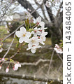 Cherry blossom pink 143484065