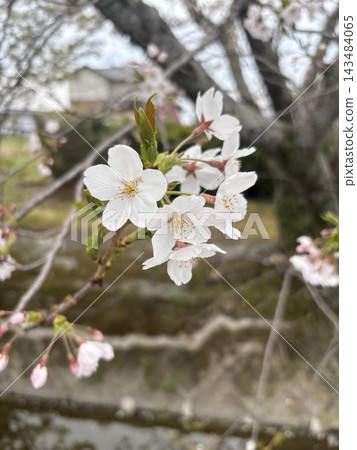 Cherry blossom pink Cherry blossom pink 143484065