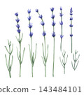Lavender. Watercolor botanical illustration of blooming lavender flowers in soft purple with slender green leaves. Hand-painted floral elements are arranged vertically for botanical prints, packaging 143484101