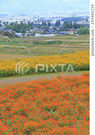阿爾卑斯山安曇野公園的黃色波斯菊 143484154