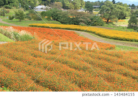 阿爾卑斯山安曇野公園的黃色波斯菊 143484155