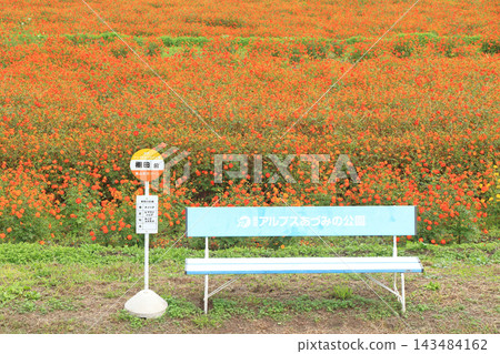 阿爾卑斯山安曇野公園的黃色波斯菊 143484162