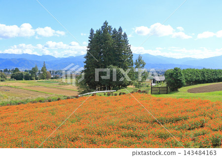 阿爾卑斯山安曇野公園的黃色波斯菊 阿爾卑斯山安曇野公園的黃色波斯菊 143484163