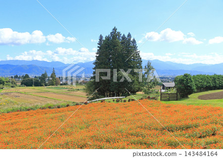阿爾卑斯山安曇野公園的黃色波斯菊 143484164