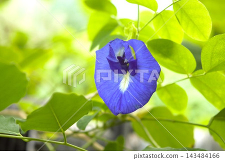Blue butterfly pea flowers Blue butterfly pea flowers 143484166