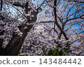 A panoramic view of a cherry tree in full bloom, with its striking contrast of blue sky and white blossoms. 143484442