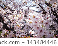 A close-up of cherry blossoms in full bloom, illuminated by soft light. 143484446