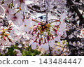 Close-up of cherry blossom buds and flowers that have begun to bloom along with new leaves. 143484447