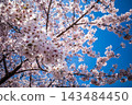 A close-up of cherry blossoms in full bloom, shining against a clear blue sky. 143484450